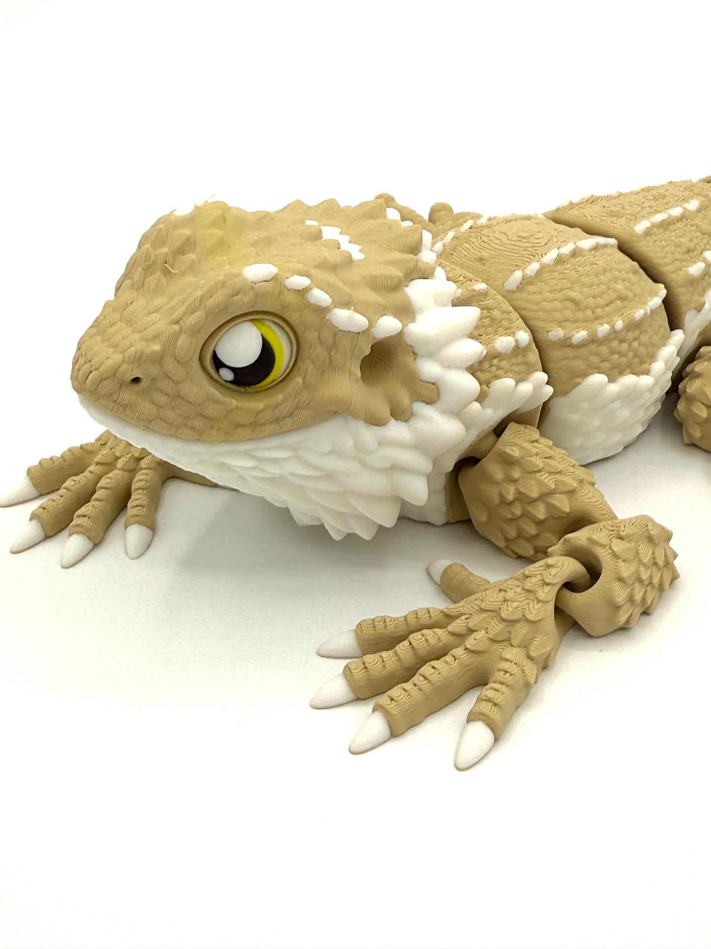Bearded Dragon